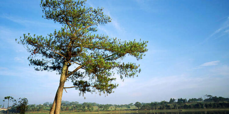 Khám phá Đà Lạt trong 3 ngày 2 đêm: Những kinh nghiệm phượt không thể bỏ qua