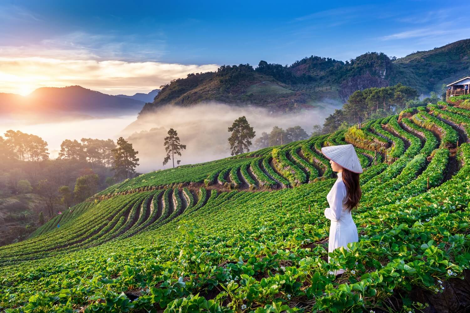 Vietnam Tour Packages for Japanese Travelers